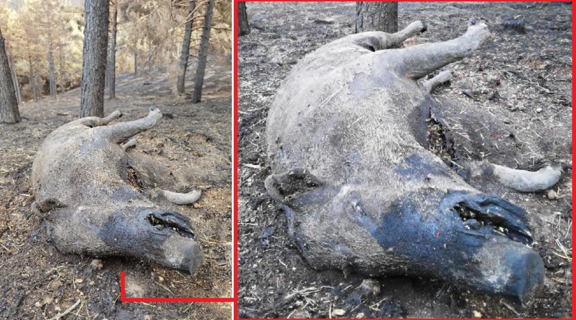 Un cazador acude a alimentar a la fauna tras el incendio de Ávila y encuentra esta triste imagen