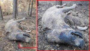 Un cazador acude a alimentar a la fauna tras el incendio de Ávila y encuentra esta triste imagen