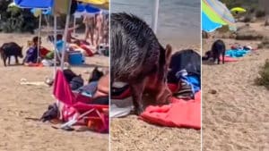 Un gran jabalí roba la comida a unos bañistas en un playa