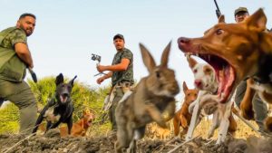 Este es, posiblemente, el mejor vídeo de caza de conejo que jamás has visto