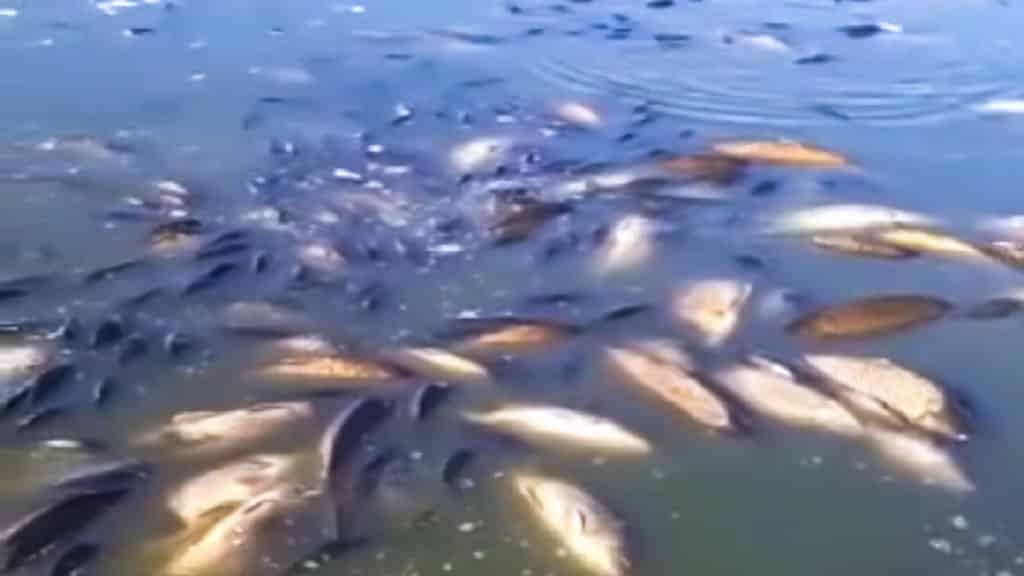 aparecen peces muertos Ciudad Real