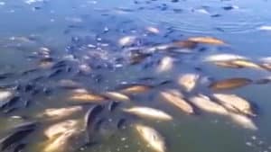 Aparecen cientos de peces muertos en un embalse de Ciudad Real