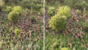 Un dron graba una pelota de más de 100 ciervos desde el aire