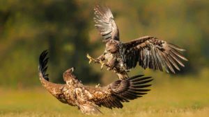 GREFA y el MITECO soltarán ejemplares de un águila extinta en España desde el siglo XIX: el pigargo europeo