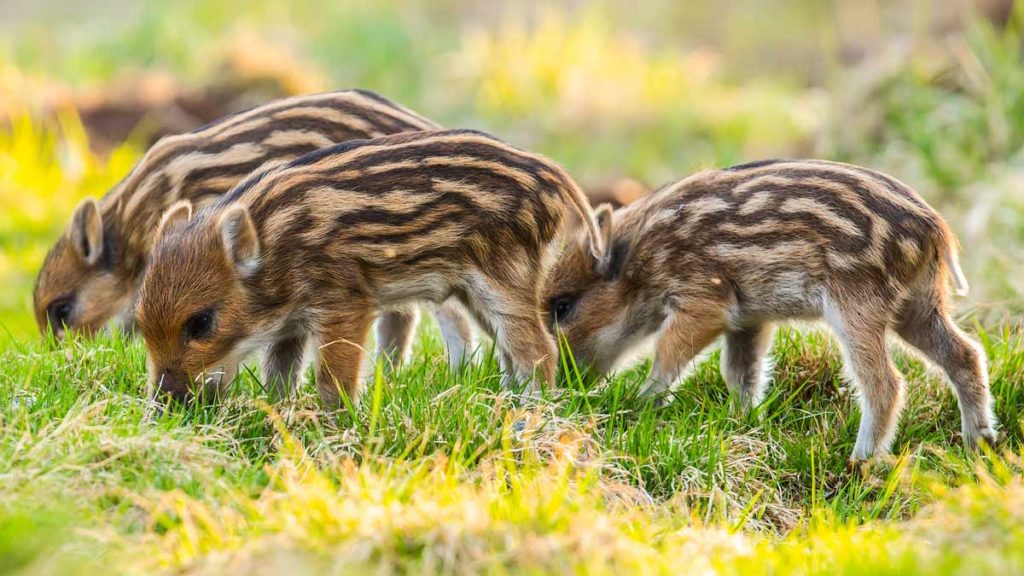 Crías de jabalí. © Shutterstock