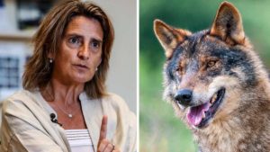 Varapalo del Consejo de Estado al MITECO: exige «mayor rigor y base científica» para prohibir la caza del lobo