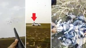 Masacrando tórtolas desde el coche: el vídeo que indigna a los cazadores españoles