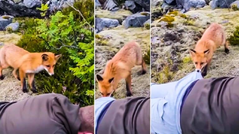 Tres momentos del vídeo del zorro. © Instagram