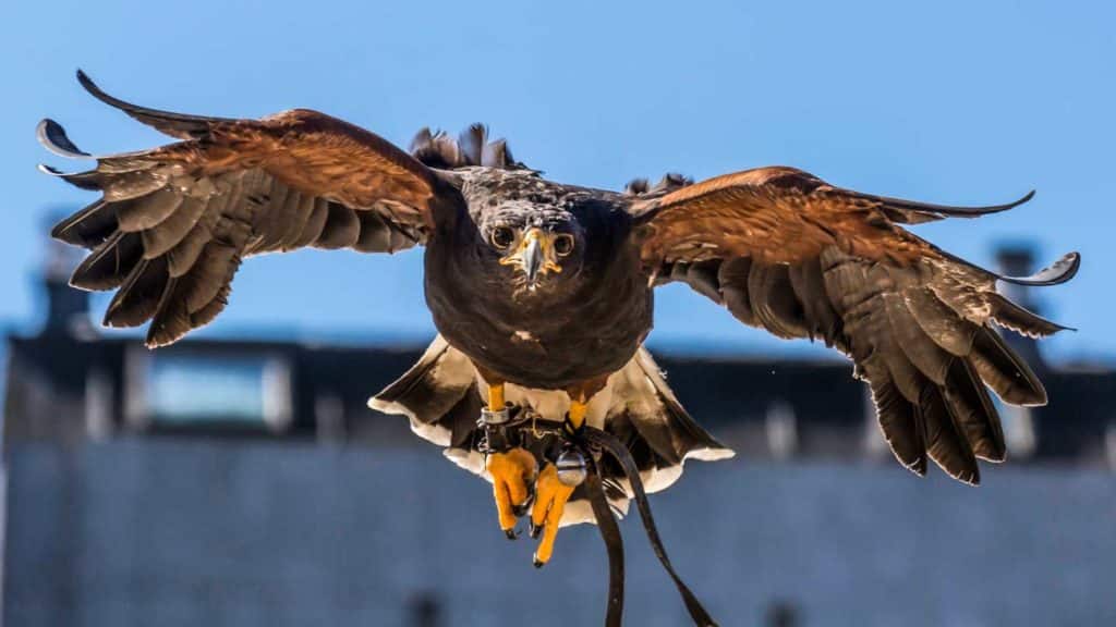 Águila de Harris. © Shutterstock