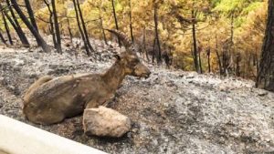 Los cazadores se vuelcan en la extinción del incendio de Sierra Bermeja, en Málaga