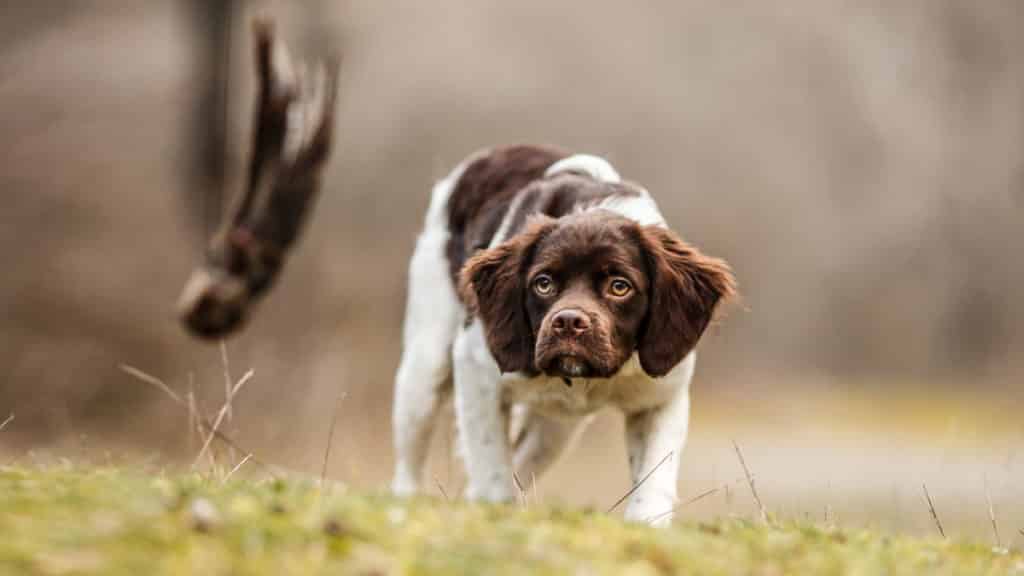 adiestramiento perro de caza la caña