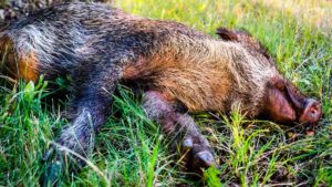 Alerta en Extremadura: esta enfermedad infecciosa puede ser mortal para hombres y animales