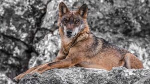 La caza del lobo ibérico queda prohibida en España