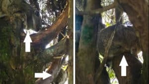 Un cazador graba a tres conejos subidos en un árbol: «Hay que buscarlos en los pinos ahora»