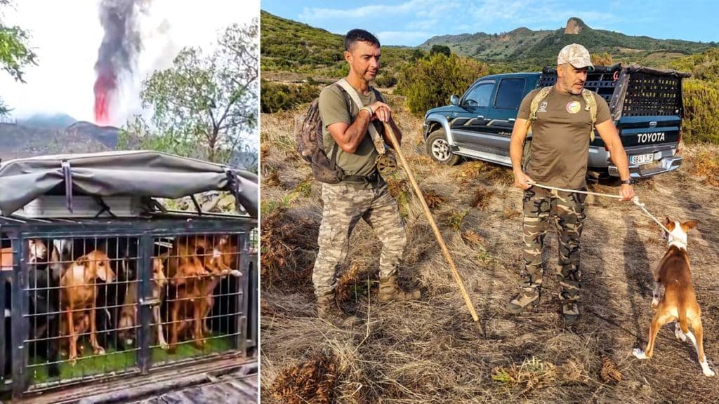 Los cazadores han rescatado a los perros para salvarlos de la lava. © Jara y Sedal