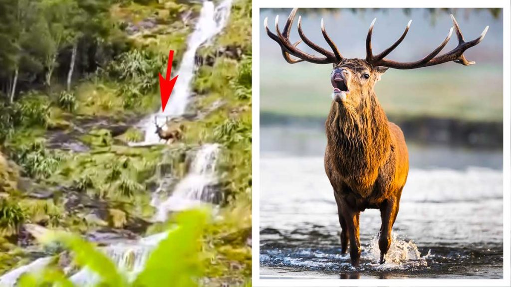 Imagen del vídeo y ciervo en agua. © Shutterstock
