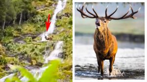 Graba cómo un ciervo se despeña por una cascada de agua mientras presenciaba la berrea