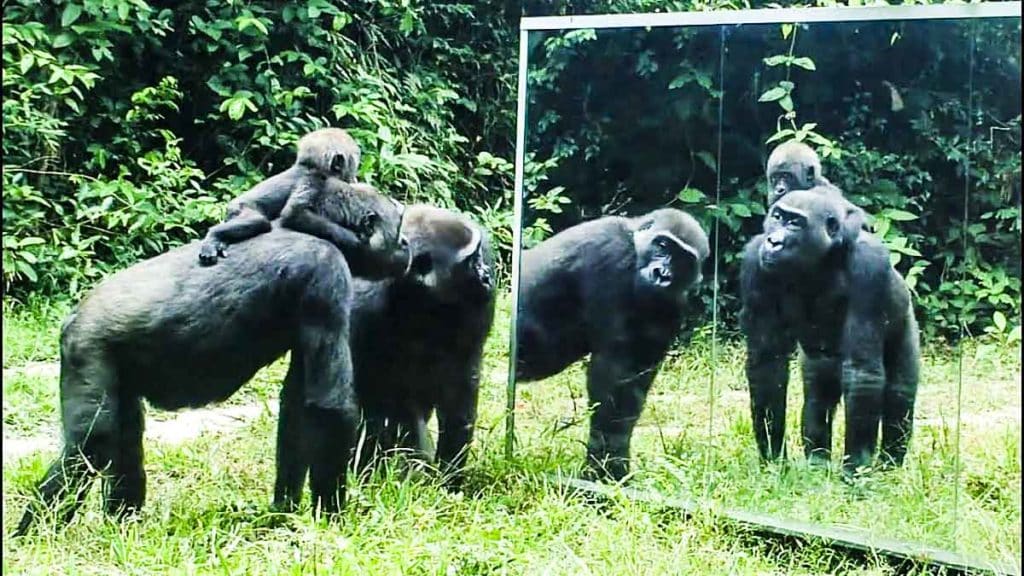 animales en un espejo