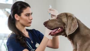 18 problemas de salud que puede sufrir tu perro si el Gobierno te obliga a esterilizarlo