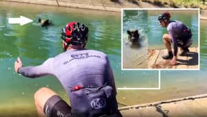 Un jabalí ataca a un ciclista que trataba de rescatarlo de un canal