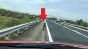 Una patrulla de la Policía persigue a un jabalí hasta que lo saca de una autovía en Navarra