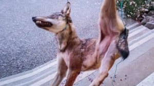 Cuelgan un lobo muerto de un Ayuntamiento: así protestan por sus ataques los ganaderos franceses