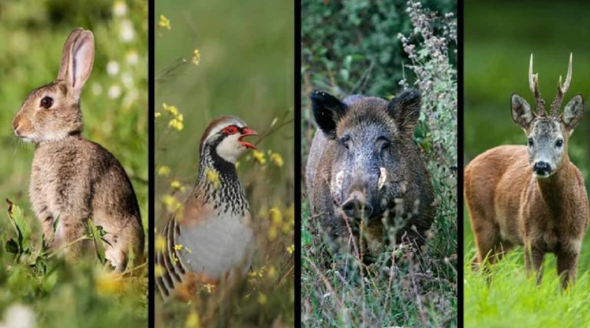 10 falsos mitos sobre gestión de perdiz, conejo, corzo o jabalí en cotos de caza