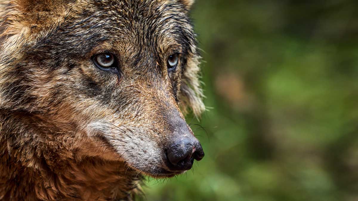 Así es el fracasado modelo de conservación del lobo en Portugal que España  acaba de copiar