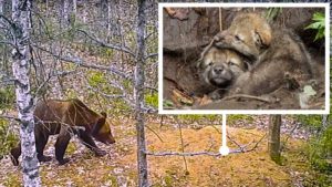 Graban por primera vez a un oso pardo atacando la guarida de dos lobos