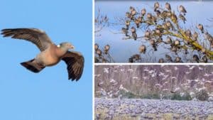Miles de palomas torcaces cubren las siembras y nublan el cielo