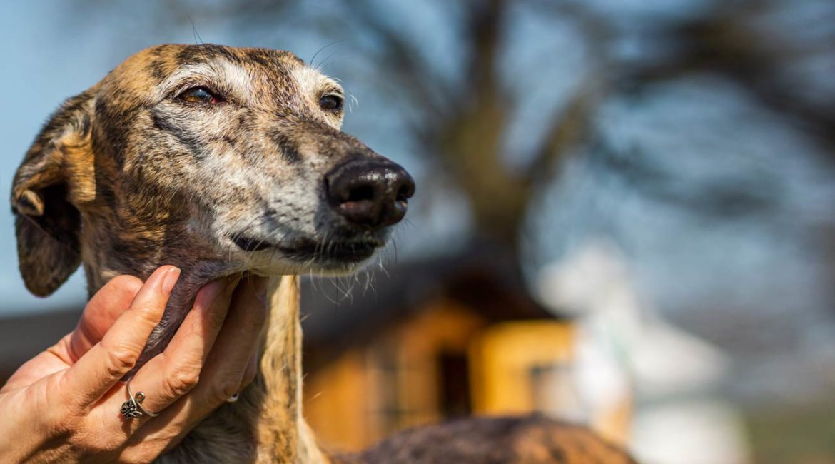 Galgo, uno de los perros más buscados por ladrones y estafadores. © Shutterstock