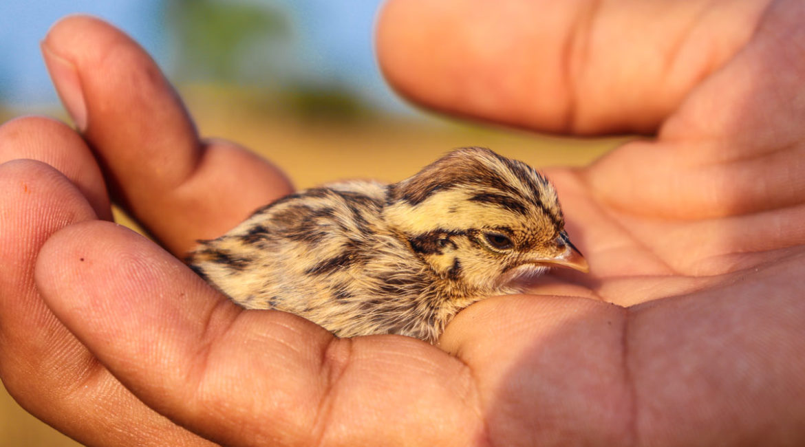 Pollo de perdiz pardilla (Perdix perdix) recién nacido. © Shutterstock