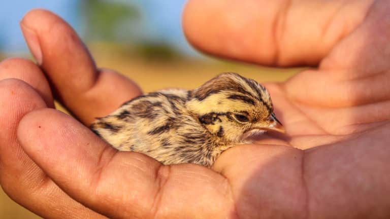 Pollo de perdiz pardilla (Perdix perdix) recién nacido. © Shutterstock