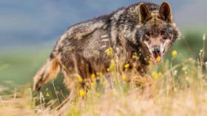 El plan ecologista para prohibir la caza del lobo ibérico