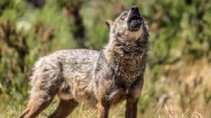 Las asociaciones agrarias presentan un recurso contra el blindaje del lobo en la Audiencia Nacional