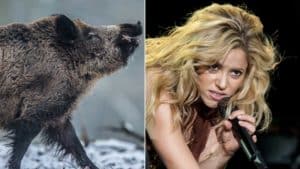 Shakira es atacada por dos jabalíes en un parque de Barcelona: «Me han destrozado todo»