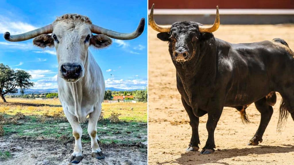 A la izquierda, el toro 'de lidia' de los animalistas. A la derecha, toro de lidia de verdad.