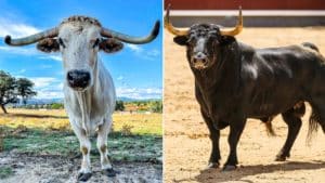 Animalistas 'confunden' un toro manso con uno de lidia y piden donaciones tras 'rescatarlo'