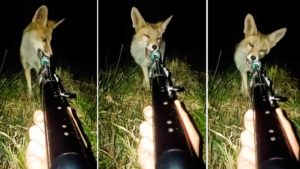 Un zorro se acerca a un cazador y muerde el cañón de su arma