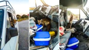 Un zorro muy descarado entra en la furgoneta de unos albañiles para robarles su comida
