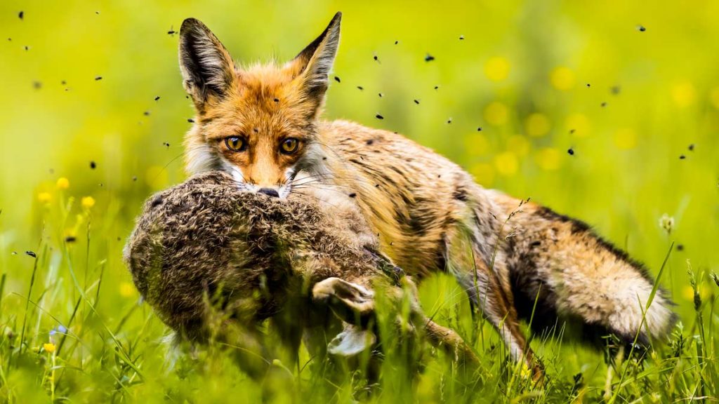 Caza de zorros: trucos para acertar al raposo