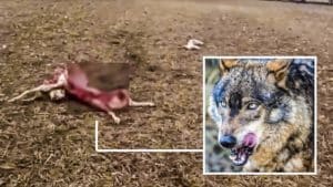 Esta es la desoladora escena que un pastor se ha encontrado tras un ataque de lobo