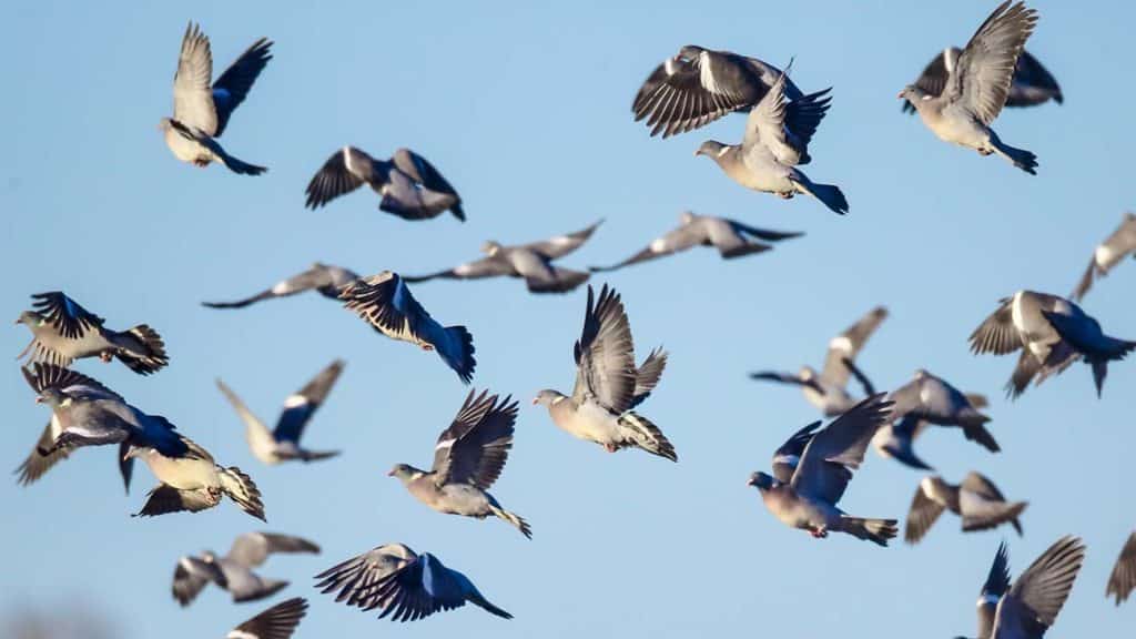 Bando de palomas migración