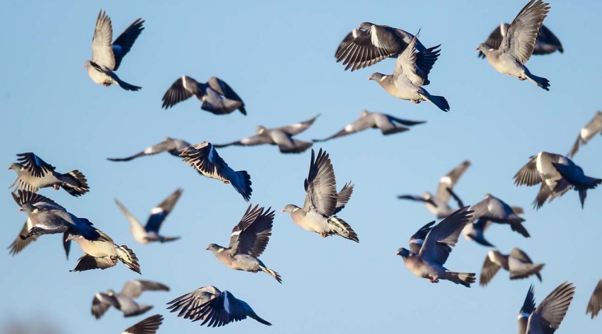 Bando de palomas migración