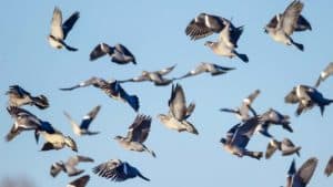 El maravilloso espectáculo de palomas en migración avanzando hacia España durante octubre