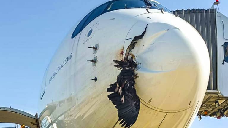 buitre choca avión Madrid