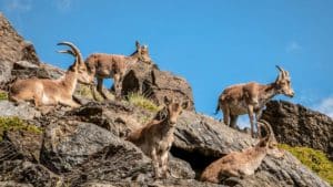 Descubren híbridos de cabra montés y doméstica en España