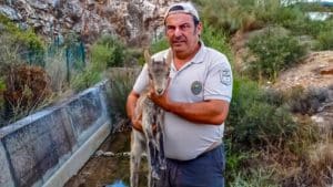 Dos cazadores salvan la vida a una cría de cabra montés en un canal de riego en Málaga