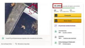 Podencos de La Palma: Los animalistas recaudaron 15.000 euros para realizar un rescate que fue gratuito