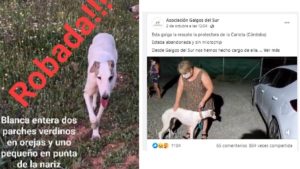Galgos del Sur usa una perra robada para pedir donativos y es investigada por la Guardia Civil